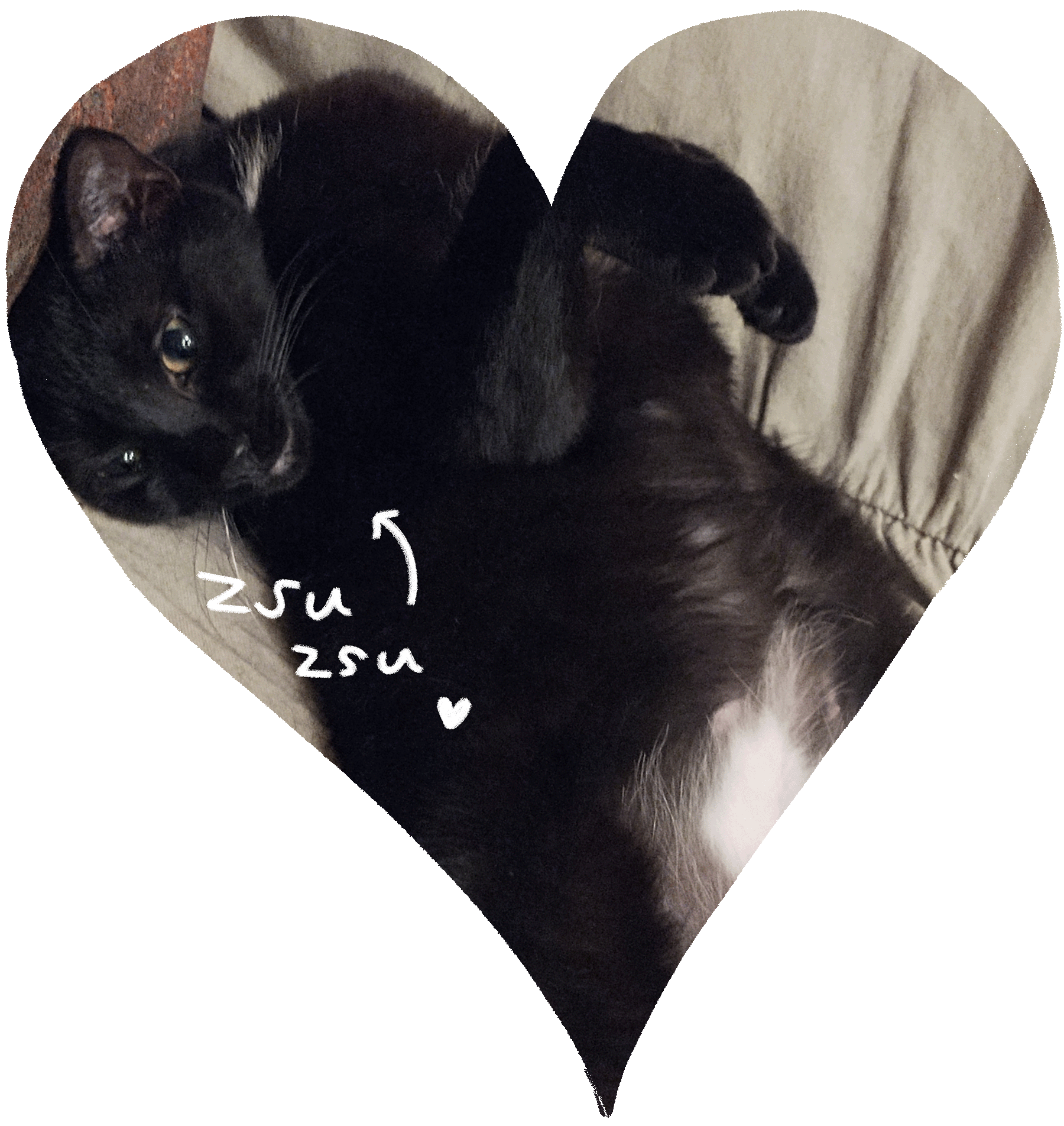 Michelle's cat Zsu Zsu